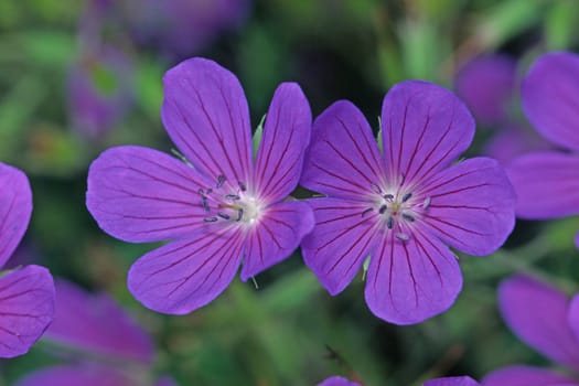 Geranium-Clarkei hybrid 'Nimbus',cranesbill