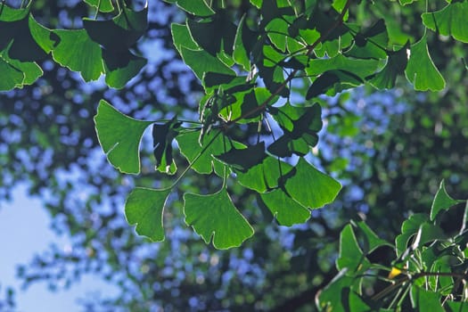 Gingko biloba,Gingko tree