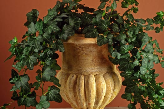 Hedera,ivy in a flower pot