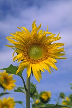 Helianthus annuus,Variety Ulbaril,Sunflower
