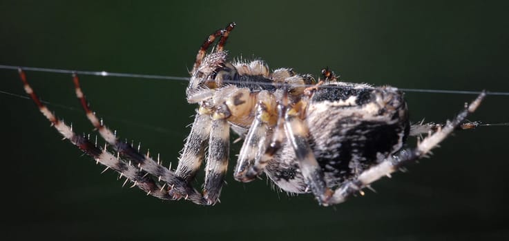 Cross spider weaving its web