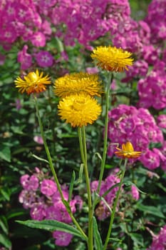 Helichrysum,immortelle