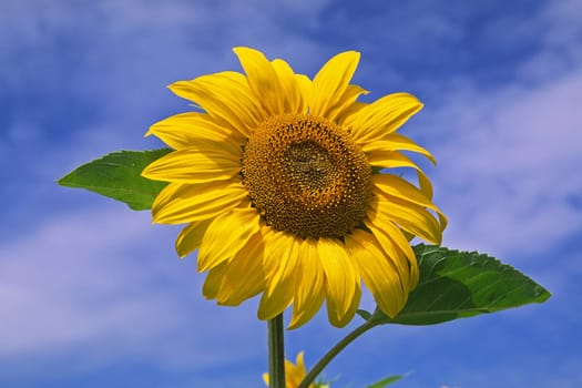 Helianthus annuus 'Printasol' Sunflower