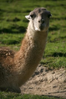 Portrait of a guanaco