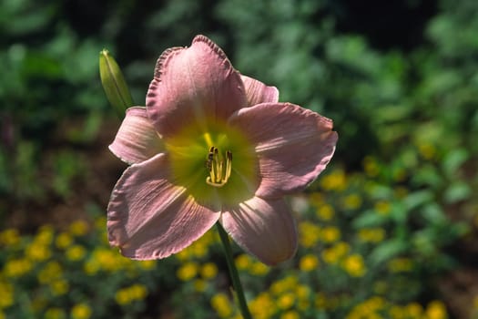 Hemerocallis,variety Pandera's Box Daylily