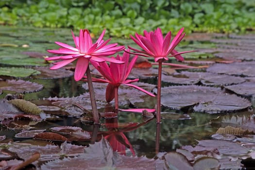Nymphaea hybrid,water lily