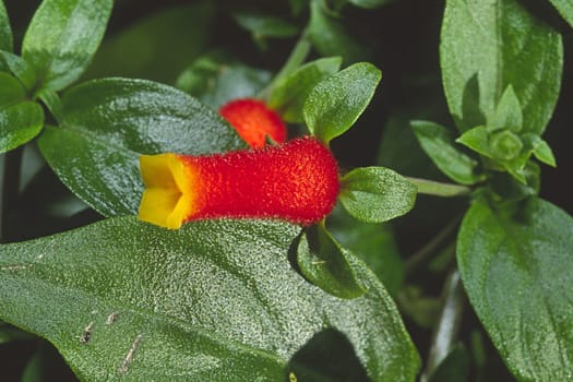 Manettia bicolor,Manettie