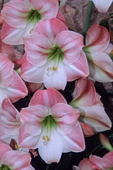 Hippeastrum hybrid 'Apple Blossem' amaryllis,knight's star