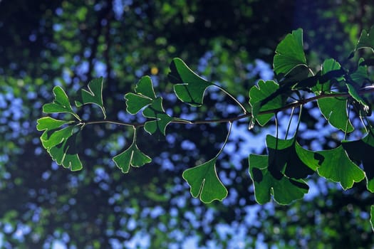 Gingko biloba,Gingko tree