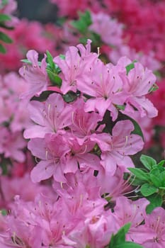 Rhododendron hybrid