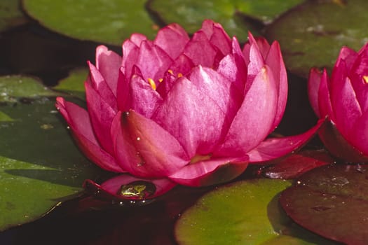 Nymphaea hybrid,water lily
