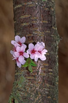 Prunus subhirtella,Higan cherry,tree in spring
