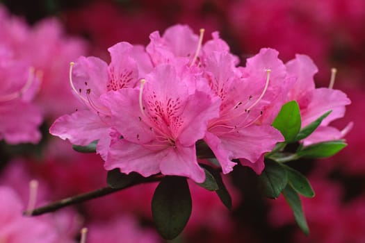 Rhododendron hybrid