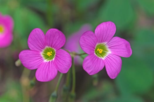 Oxalis tetraphylla,four-leaf wood sorrel