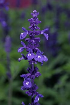 Salvia farinacea 'Victoria' Spiked Sage