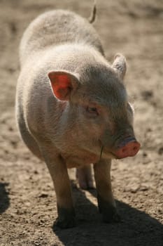 A somewhat misleading name: even these pigs can weigh over 100 kg! Normally,however,about 30-60 kilos are available.