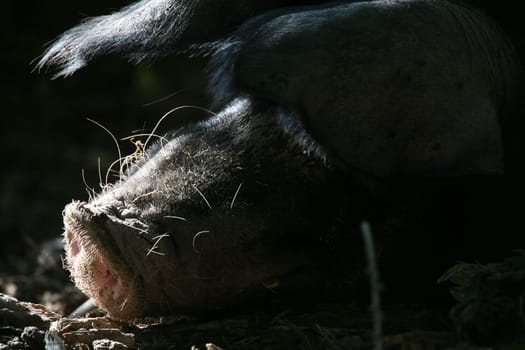 Dozing domestic pig