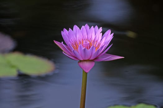 Nymphaea hybrid,water lily