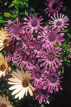 Osteospermum,cape basket