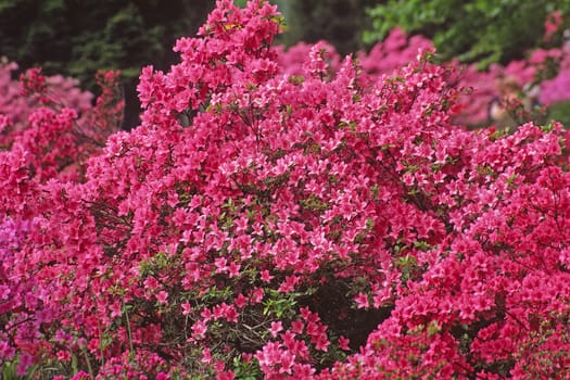 Rhododendron hybrid