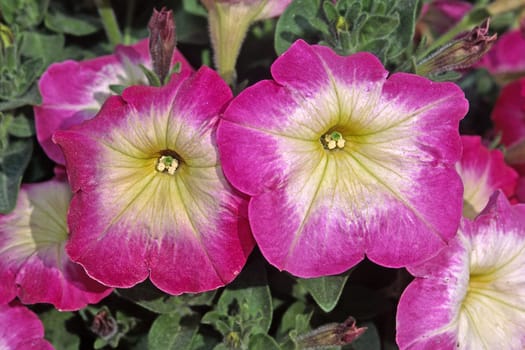Petunia-F1-Hybr &#039 Merlin Pink Morn&#039  Petunie