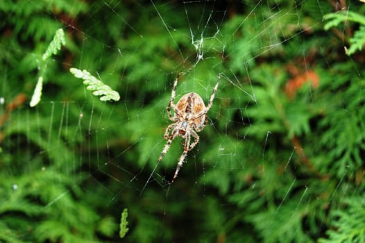 Spider.........................