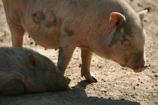 Happy pigs in frailand husbandry