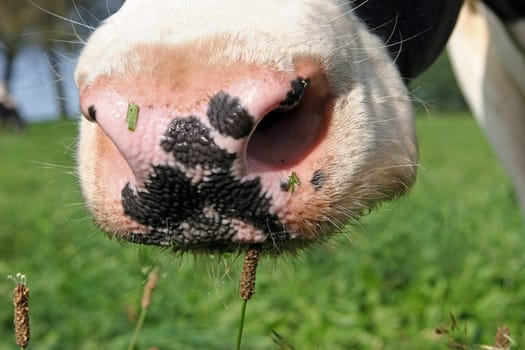 Cow