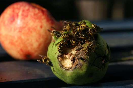Wasps on (and in) a rotten pear