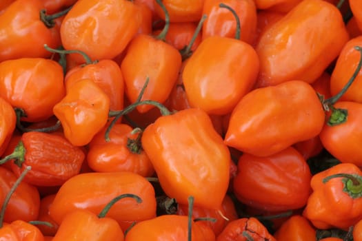Habanero...