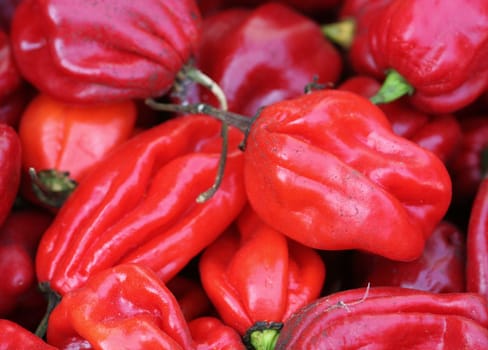 Martinique Chili