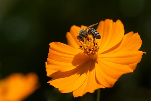 Wild Orange