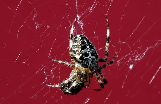 Cross spider distorting its prey