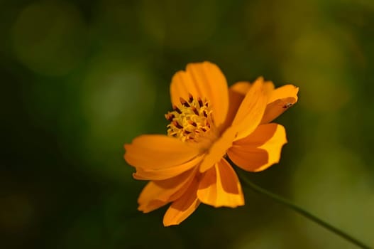 Wild Orange