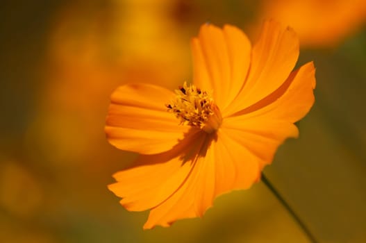 Wild Orange