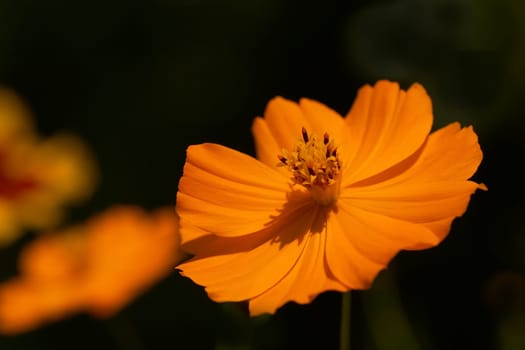 Wild Orange