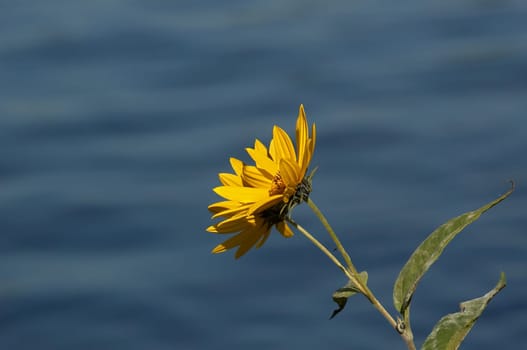 Cape daisy