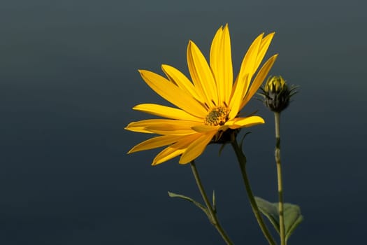 Cape daisy