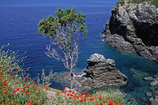 Cape Corse,poppies by the sea