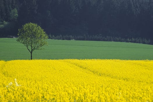 Rapeseed field in the Tecklenburg region