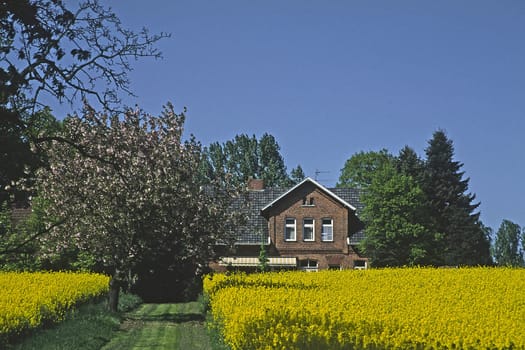 Rapeseed field in the Tecklenburg region