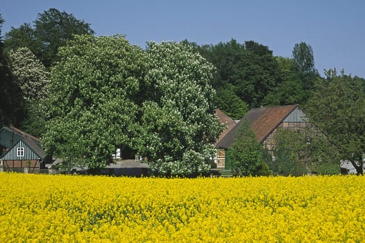 Rapeseed field near Holperdorp