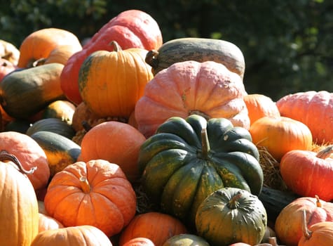 Pumpkin harvest...