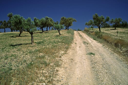 Olive trees,landscape near Kokoni