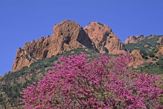 Judas tree,Cercis slilquastrum