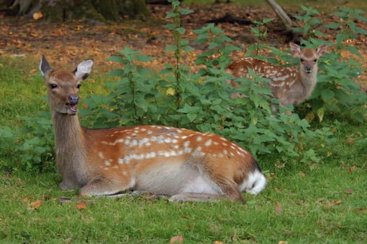 Leave the fawn alone