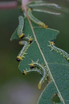 Larvae on willow leaves