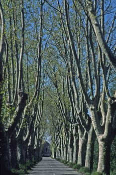 Avenues near Etang de Vaccares,Camargue