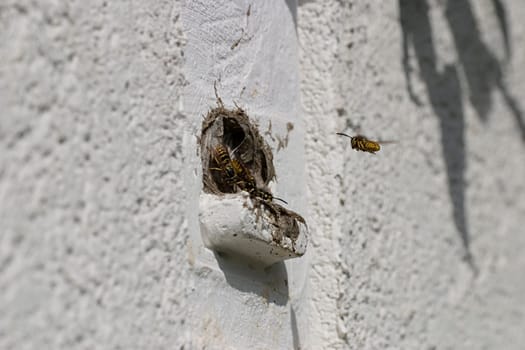 Wasp approaching the wasp nest in the bat box
