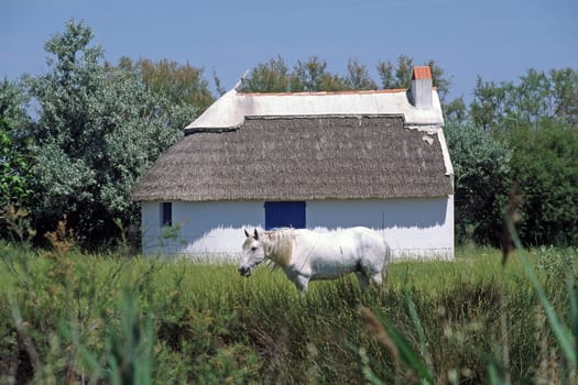 Camargue,house with horse